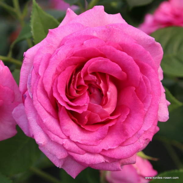 Levně Růže Kordes Parfuma 'Fräulein Maria' kmínek 80cm, 7,5 litru