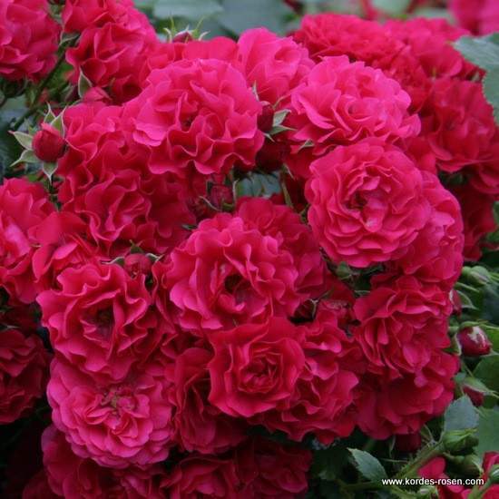 Levně Růže Kordes 'Gärtnerfreude' kmínek 80cm, květináč 7,5 litru