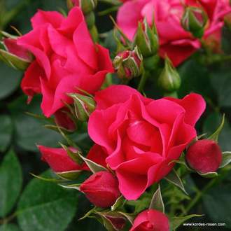 Růže Kordes 'Pink Forest Rose' 5 litrů