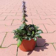 Zběhovec plazivý 'Mini Mahagony' květináč 12cm