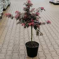 Javor dlanitolistý 'Shaina' květináč 12 litrů, kmínek 60cm, stromek