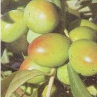 Olivovník evropský květináč 14cm, výška 20/30cm, keř
