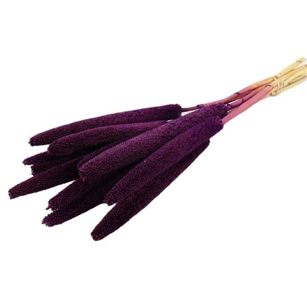 Levně Sušina Babala barvená 10ks fialová 65cm