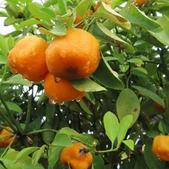 Pomerančovník zakrslý Calamondin