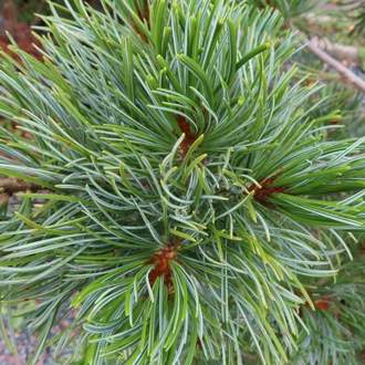 Pinus parviflora 'Glauca Elegans' květináč 20 litrů, výška 80/100cm, větve od spodu stromek