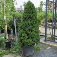 Smrk sivý 'Conica' květináč 35 litrů, výška 150/175cm, kužel, stromek