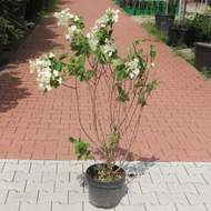 Hortenzie latnatá 'Limelight' květináč 10 litrů, výška 80/100cm, keř