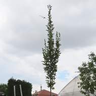 Habr obecný 'Pyramidalis' květináč 25 litrů, obvod kmene 10/12cm, kmínek 200cm, strom