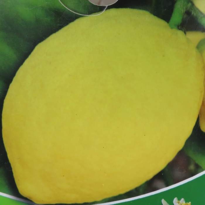 Levně Citroník pravý květináč 5 litrů, kmínek 30cm, stromek