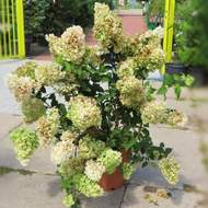 Hortenzie latnatá 'Vanille Fraise' květináč 40 litrů, výška 100/125cm, keř