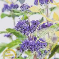 Ořechokřídlec klandonský 'Grand Bleu' květináč 3 litry, výška 20/30cm, keř