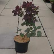 Růj vlasatá 'Royal Purple' květináč 2,5 litru, výška 30/40cm, keř