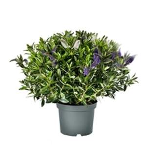 Hebe Addenda® 'Green Leaf' květináč 12cm