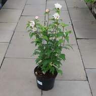 Ibišek syrský 'Speciosus' květináč 3 litry, výška 40/50cm, keř