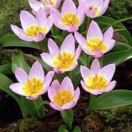 Tulipán 'Lilac Wonder' 25ks