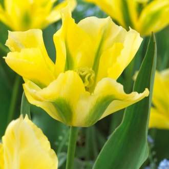 Tulipán 'Yellow Spring Green' 10ks