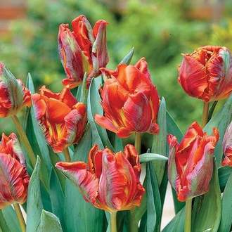 Tulipán 'Blumex Favourite' 10ks