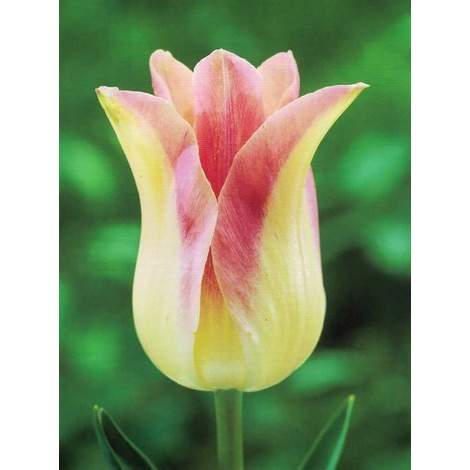 Levně Tulipán 'Elegant Lady' 10ks