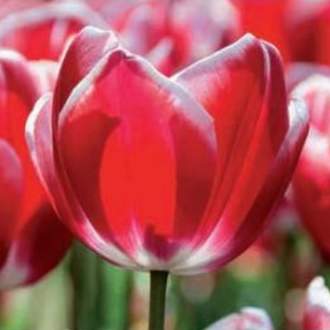 Tulipán 'Leen van der Mark' 10ks