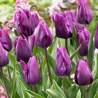 Tulipán 'Purple Rain' 10ks