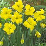 Narcis 'Pretty in Yellow' 5ks