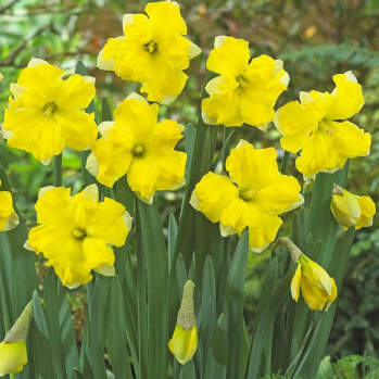 Levně Narcis 'Pretty in Yellow' 5ks