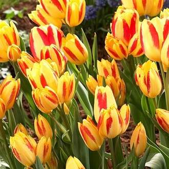 Tulipán 'Florette' 10ks
