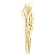 Sušina pšenice přírodní 60cm