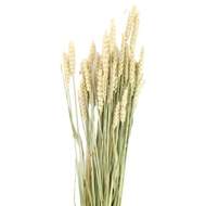 Sušina pšenice zelená 70cm