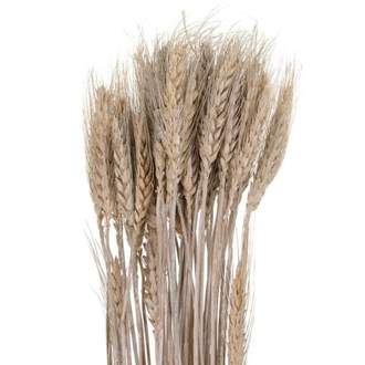 Sušina pšenice přírodní 60-65cm 100g