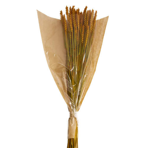 Levně Sušina pšenice barvená terakota 70cm