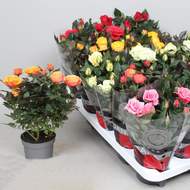 Růže pokojová 'Kordana' MIX květináč 13cm