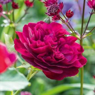Růže David Austin 'Darcey Bussell' kmínek 90cm, 5,5 litru