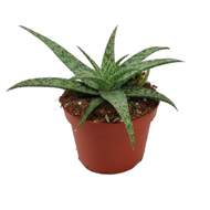 Aloe MIX květináč 10,5cm