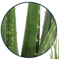 Aloe pravá květináč 10cm