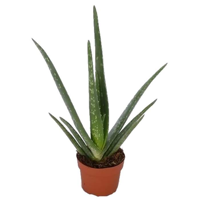 E-shop Aloe pravá květináč 10cm