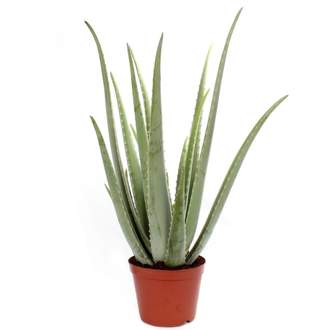 Aloe pravá květináč 6 litrů