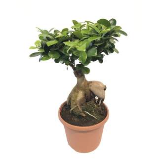 Fíkovník maloplodý květináč/miska 30cm, výška 50cm, bonsai