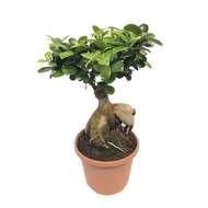 Fíkovník maloplodý květináč/miska 25cm, výška 70cm, bonsai