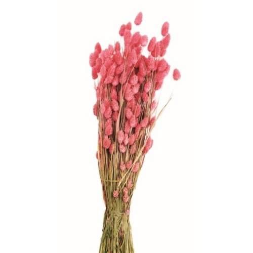 E-shop Sušina Lesknice Chrastice barvená růžová 76cm