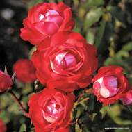 Růže Kordes 'Planten und Blomen' 2 litry