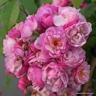 Růže Kordes 'Lavender Siluetta' 2 litry