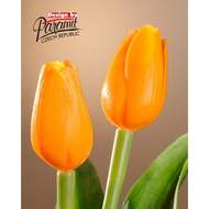 Tulipán řezaný umělý 40cm  oranžový