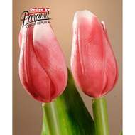 Tulipán řezaný umělý 40cm růžovo-bílý