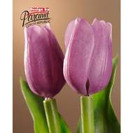 Tulipán řezaný umělý 40cm růžovo-fialový