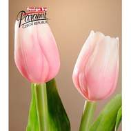 Tulipán řezaný umělý 40cm sv.růžovo-bílý