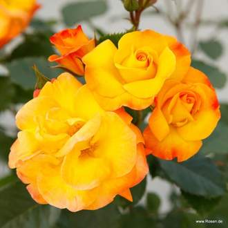 Růže Kordes 'Bright Smiles' 2 litry