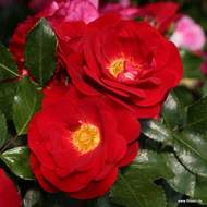 Růže Kordes 'Caracho' 2 litry