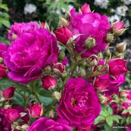 Růže Kordes 'Purple Siluetta' 2 litry