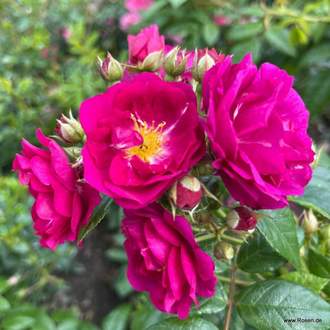 Růže Kordes 'Purple Siluetta' 2 litry